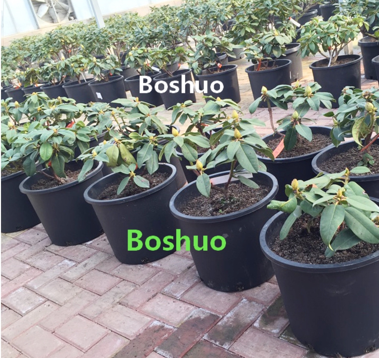 1685463132564329.jpg 002(Boshuo).jpg